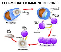 an image of the life cycle of a cell