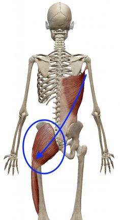 Hip Anatomy, Bolesti Chrbta, Pelvic Tilt, Yoga Anatomy, Muscle Imbalance, Hip Flexors