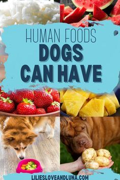 a collage of dogs and fruits with the words human foods dogs can have