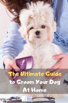 the ultimate guide to groom your dog at home