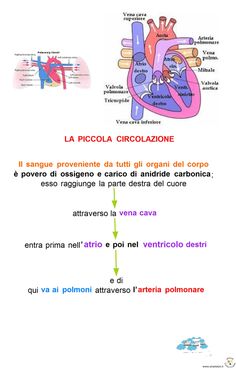 an image of the heart and its functions in spanish, with caption for each section