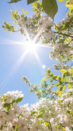 the sun shines brightly through some white flowers