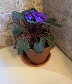 a potted plant with purple flowers and green leaves on a white counter in front of a brick wall