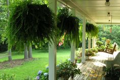 a porch covered in lots of plants and greenery