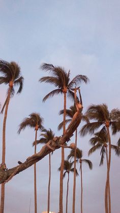 palm trees blowing in the wind on a beach