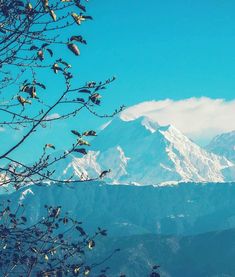 there is a snow covered mountain in the distance with trees and branches on the foreground