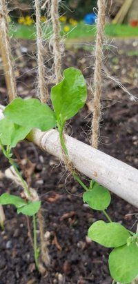 the plant is growing in the garden and ready to be planted into the ground with rope