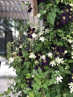 purple and white flowers growing on the side of a building