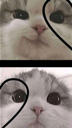 two pictures with the same cat's face and one has heart shapes on it