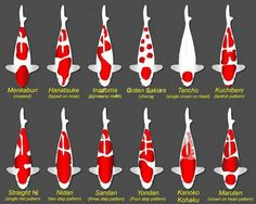 the different types of fish are shown in red and white, with black spots on them