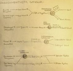 an old paper with some writing on it that says parasympathetic gangula