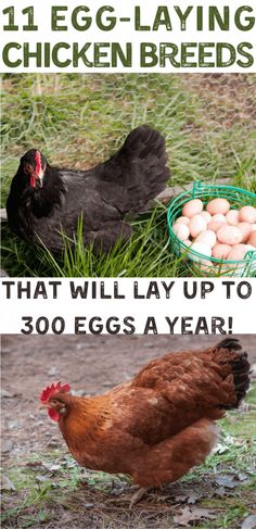 chickens and eggs laying in the grass with text overlay that reads, 11 egg laying chicken breeds that will lay up to 300 eggs a year