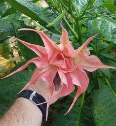 a hand holding a pink flower in front of green leaves