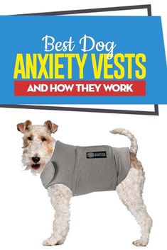 The Best Anxiety Vests for Dogs Dog Itchy Skin Remedy, Dog Training At Home, Training At Home, Dog Behavior Training, Dog Behavior Problems, Dog Tips