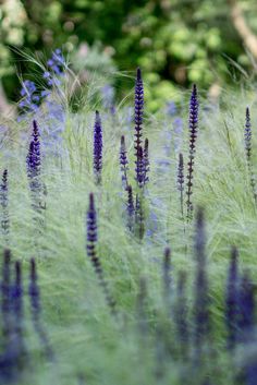 purple flowers are in the foreground with green grass