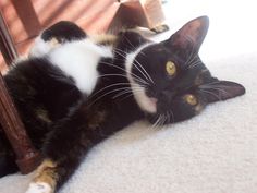 a black and white cat laying on the floor next to a wooden chair with yellow eyes