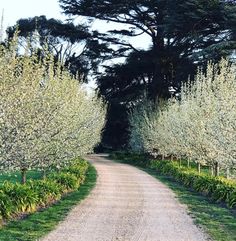 a dirt road surrounded by trees and flowers on either side of the road is a gravel path