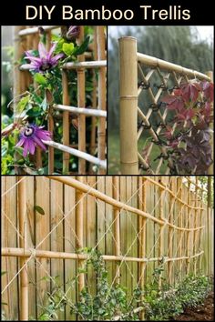 bamboo trelliss with purple flowers growing on them