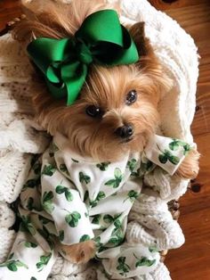 a small dog wearing a green bow on it's head sitting in a blanket