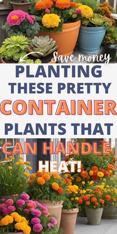 many potted plants with the words planting these pretty containers that can handle heat