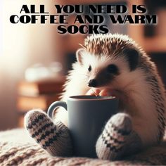 a hedge sitting on top of a bed next to a coffee cup with the caption, all you need is coffee and warm socks