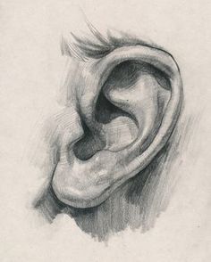 a pencil drawing of an ear