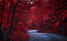 an empty road surrounded by trees with red leaves on the sides and in the middle