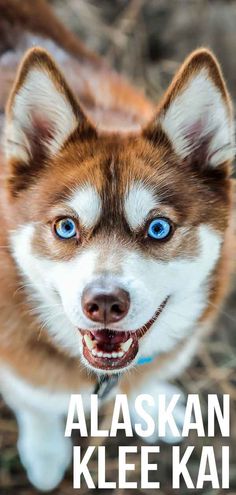 a brown and white dog with blue eyes looking up at the camera text reads alaska kleekai