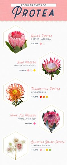 the different types of flowers are shown in this image, and there is also an info sheet