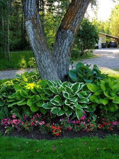 a large tree in the middle of a flower bed next to a road and house