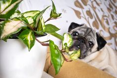 a small pug dog laying on top of a couch next to a potted plant