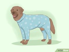 a brown dog wearing pajamas standing in front of a green background with the words how do dogs