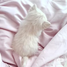 a small white dog laying on top of a pink blanket