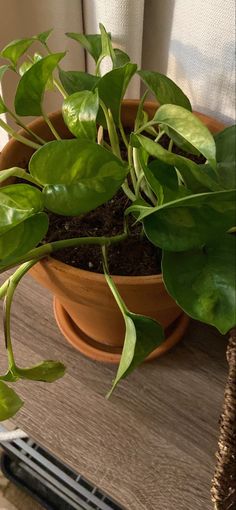 a potted plant sitting on top of a wooden table next to a window sill