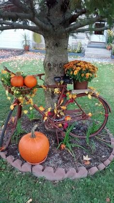 an old bicycle with flowers and pumpkins on the front wheel is sitting under a tree