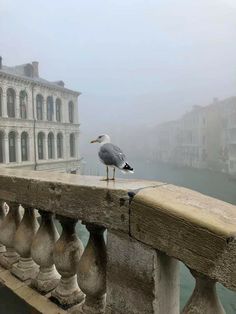 a seagull sitting on the edge of a balcony