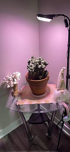 a potted plant sitting on top of a glass table next to a microphone stand