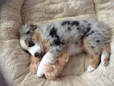 a small dog is sleeping in a pet bed