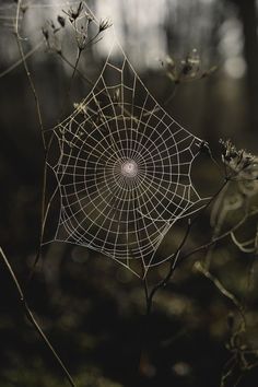 a spider web sitting on top of a plant