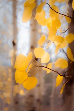 yellow leaves are hanging from the branches of a tree in front of some birch trees