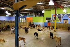 many dogs are in an indoor dog park