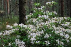 white flowers are blooming in the woods