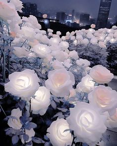 many white roses are lit up in the dark night sky with city lights behind them