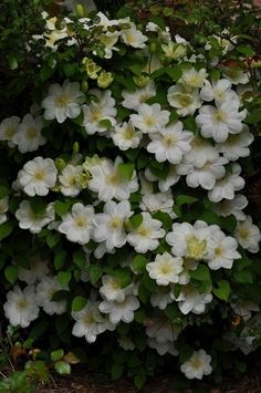 white flowers are blooming in the garden