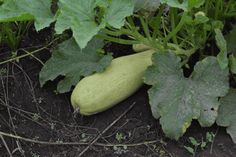 a cucumber is growing in the ground next to some leaves and plants on the ground