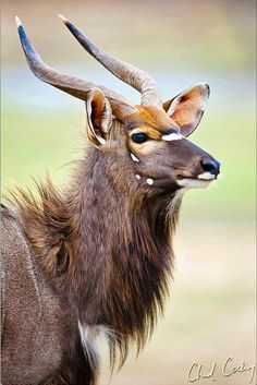 an antelope with long horns standing in front of a green and brown background