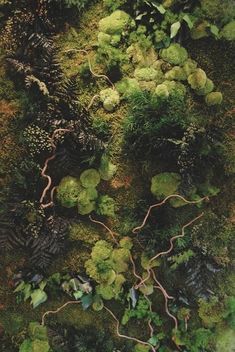 an aerial view of green plants and trees