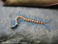 a blue and orange caterpillar sitting on top of a rock