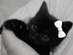 a small black kitten is being held by someone