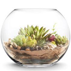 a glass bowl filled with lots of succulents and rocks on top of a white surface